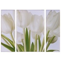 Cream Tulips Triptych Canvas [107853]