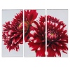 Three Red Dahlias [128735]