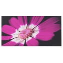 Plum Daisy Canvas [126854]