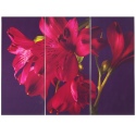 Purple Lily Triptych [126670]