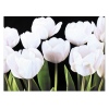 Black & White Tulips Canvas [128841]