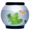 Fish Bowl with LED Light [539591]