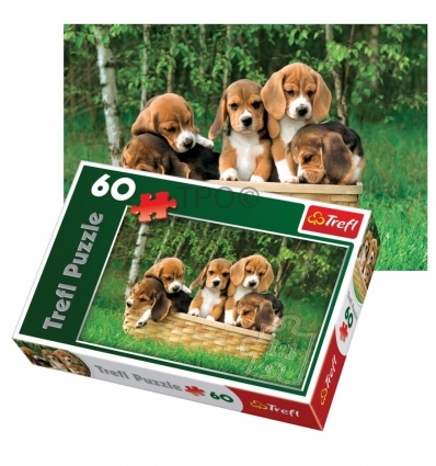 60 - Beagle puppies [171662]
