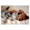 100 - Sleeping puppies [161380]