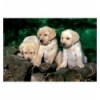 160 - Puppy labradors [151572]