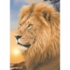 500 - Lion [371918]
