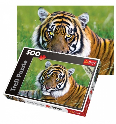 500 - Tiger [371925]