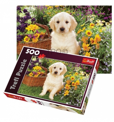 500 - Puppy labrador in the garden [371604]
