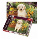 500 - Puppy labrador in the garden [371604]