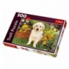 500 - Puppy labrador in the garden [371604]