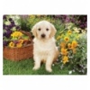 500 - Puppy labrador in the garden [371604]