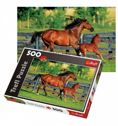 500 - Foal's first step [370959]