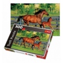 500 - Foal's first step [370959]