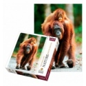 1000 Nature - Orangutan, Indonesia [105148]