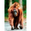 1000 Nature - Orangutan, Indonesia [105148]