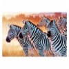 1500 - Zebras [261295]