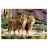 1500 - Lions [260885]