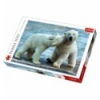 500 - Polar Bears [37270]