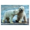 500 - Polar Bears [37270]