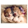 500 - Sleeping Kittens [37271]