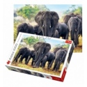 1000 - African Elephants [10442]