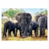 1000 - African Elephants [10442]