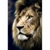 1500 - Lions Portrait [26139]