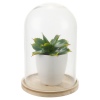 Artificial Plant in Glass Dome [024517]