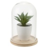 Artificial Plant in Glass Dome [024517]