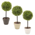 Potted Buxus / Box Plants