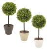 Potted Buxus / Box Plants [839015]