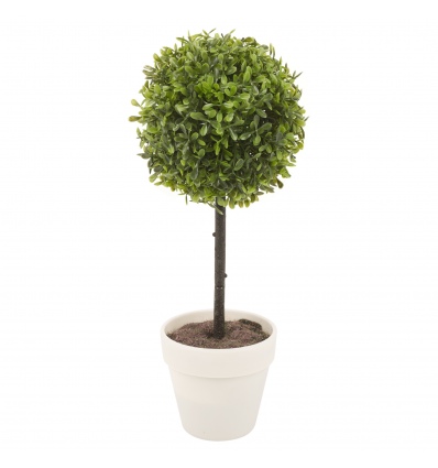 Potted Buxus / Box Plants [839015]