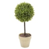 Potted Buxus / Box Plants [839015]