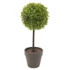 Potted Buxus / Box Plants [839015]