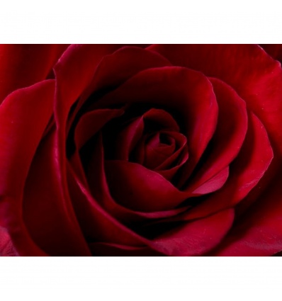 Velvet Rose Canvas [000429][104296]
