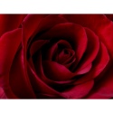 Velvet Rose Canvas [000429][104296]