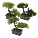 Bonsai Tree [492081]