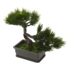 Bonsai Tree [492081]