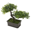 Bonsai Tree [492081]