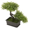 Bonsai Tree [492081]