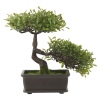Bonsai Tree [492081]