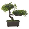 Bonsai Tree [492081]