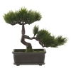 Bonsai Tree [492081]