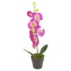 Orchid in Plant Pot