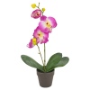 Orchid in Plant Pot