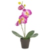 Orchid in Plant Pot