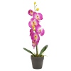 Orchid in Plant Pot