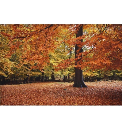 Forest Tree Canvas Picture (43514)