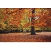 Forest Tree Canvas Picture (43514)