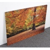 Forest Tree Canvas Picture (43514)
